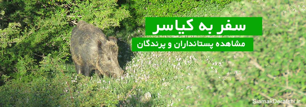 سفر به کیاسر برای مشاهده پستانداران و پرندگان