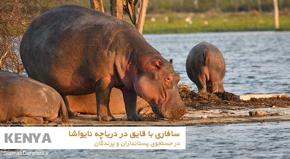 اسب آبی در دریاچه نایواشا کنیا