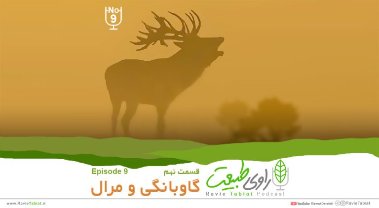 گاوبانگی و مرال