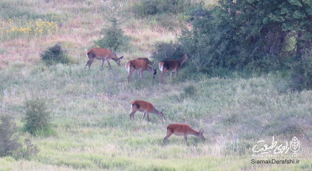 فصل گاوبانگی و مرال ماده