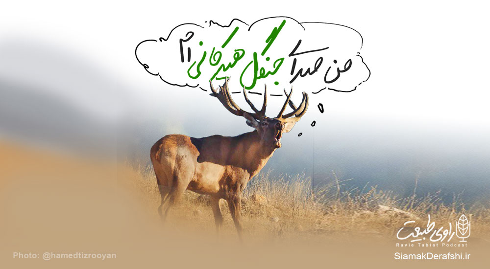 گوزن نر در حال بانگ دادن