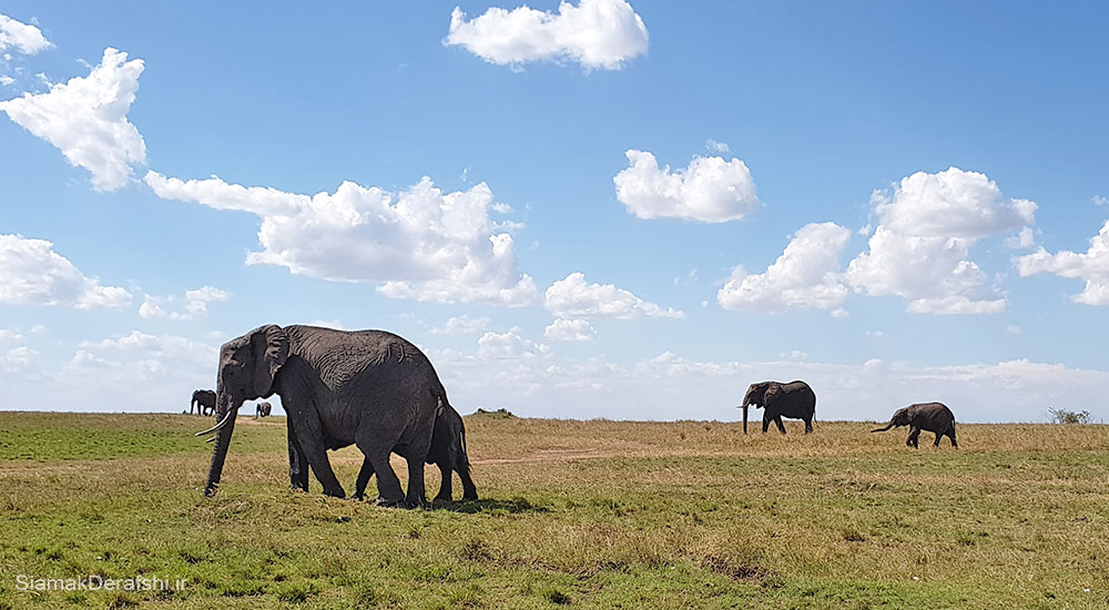 فیل ها در پارک ملی ماسایی مارا کنیا