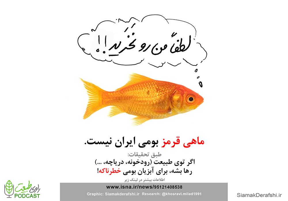ماهی قرمز