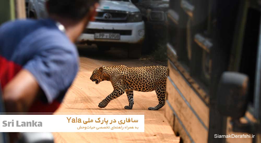 پلنگ سریلانکا یکی از زیرگونه های پلنگ در جهان