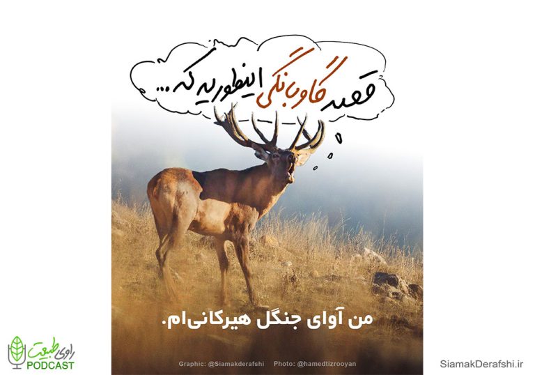 گاوبانگی