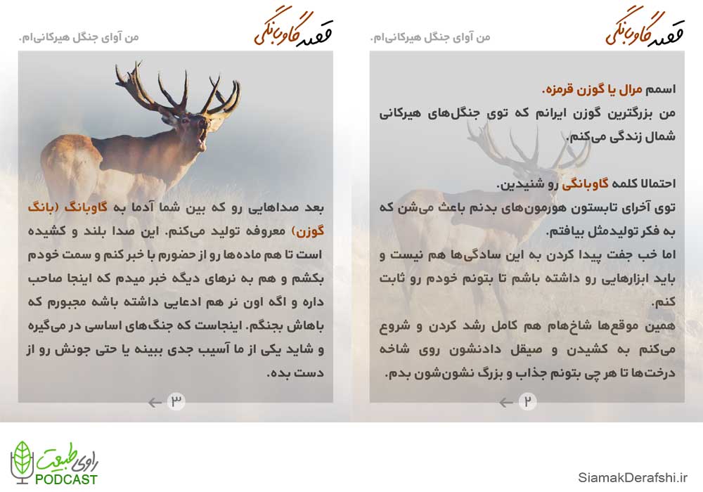 گاوبانگی مرال گوزن هیرکانی