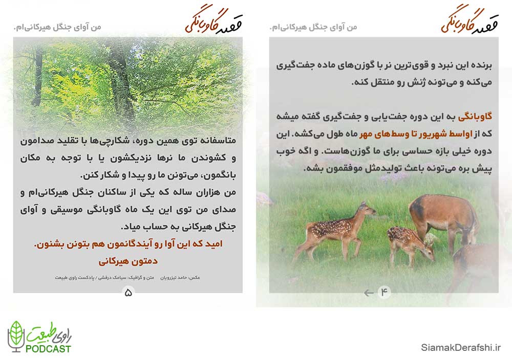 گاوبانگی مرال گوزن هیرکانی