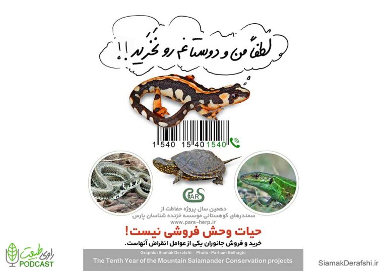 سمندر و لاک پشت نخرید