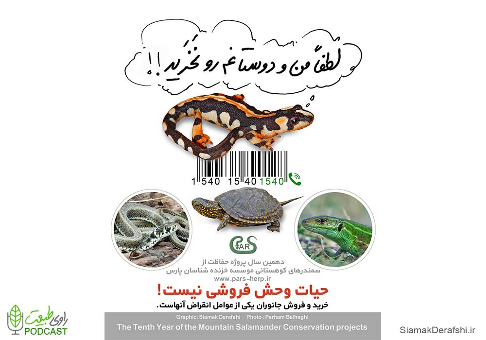 سمندر و لاک پشت نخرید