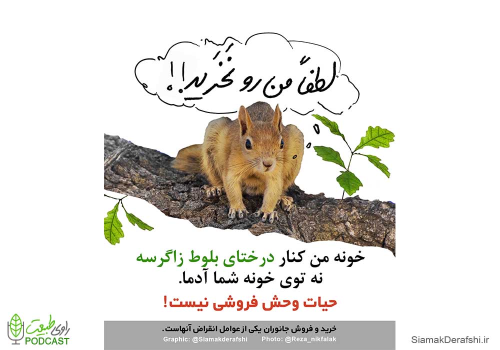 سنجاب ابرانی