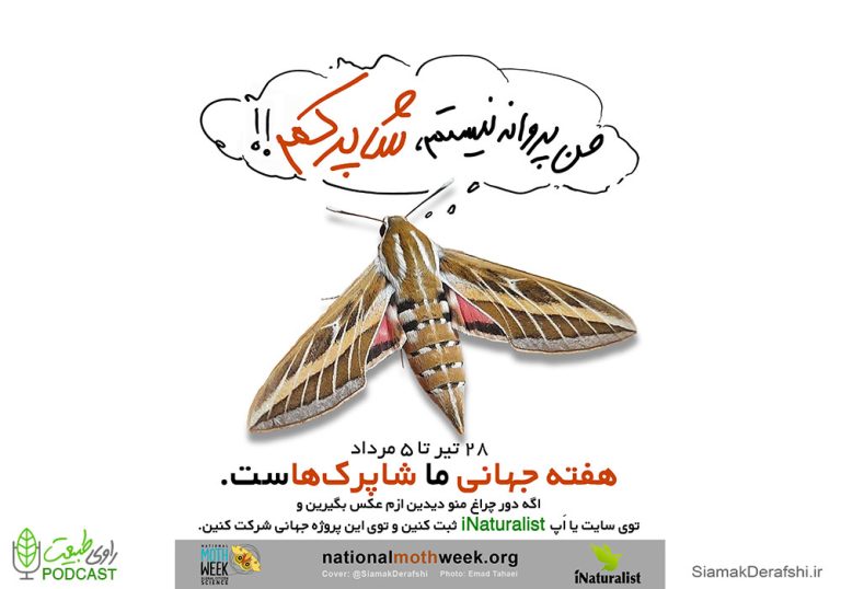 هفته جهانی شاپرک ها